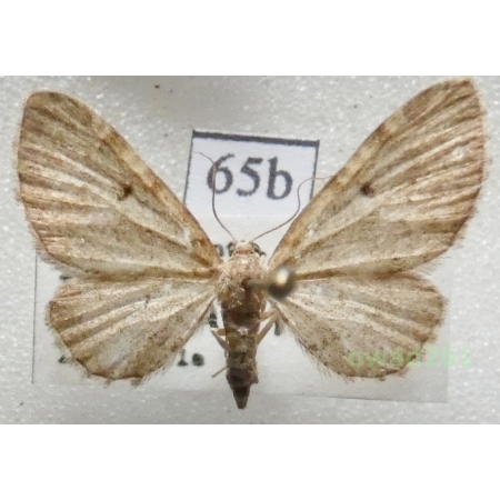 Eupithecia trisignaria Herrich-Schäffer, 1848 Czech65b